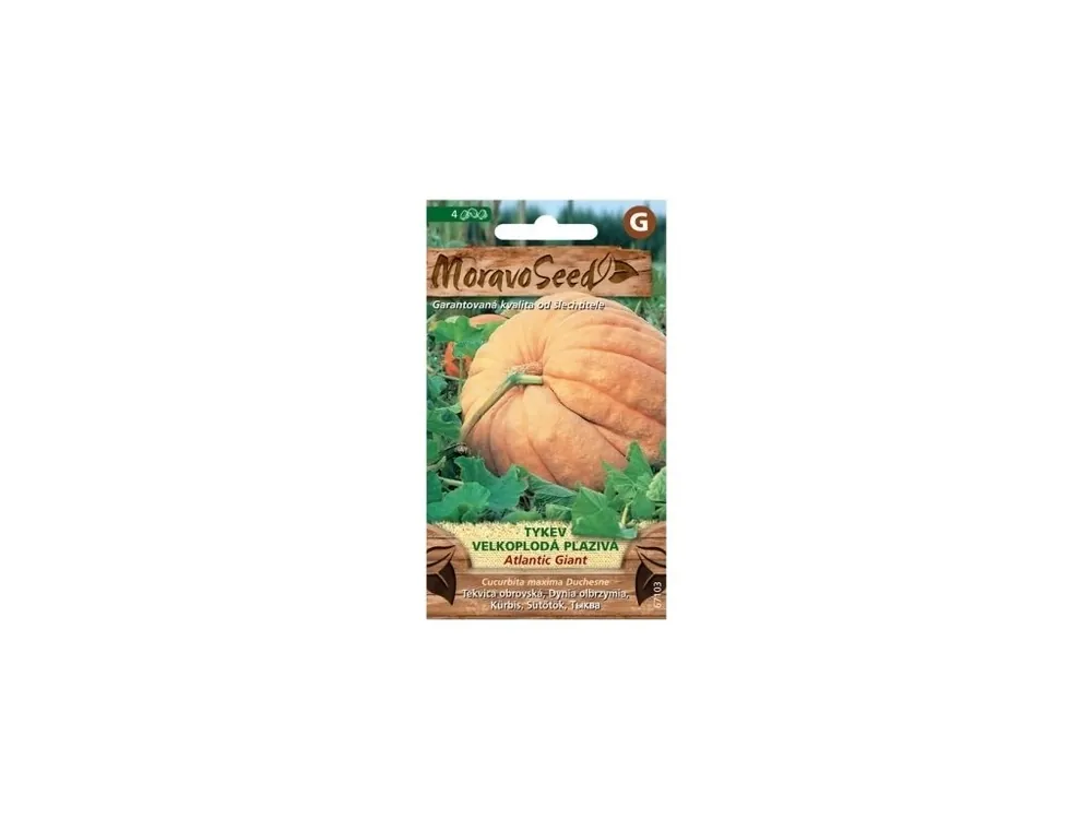 Cenově Výhodný Tykev plazivá Atlantic Giant - MORAVOSEED