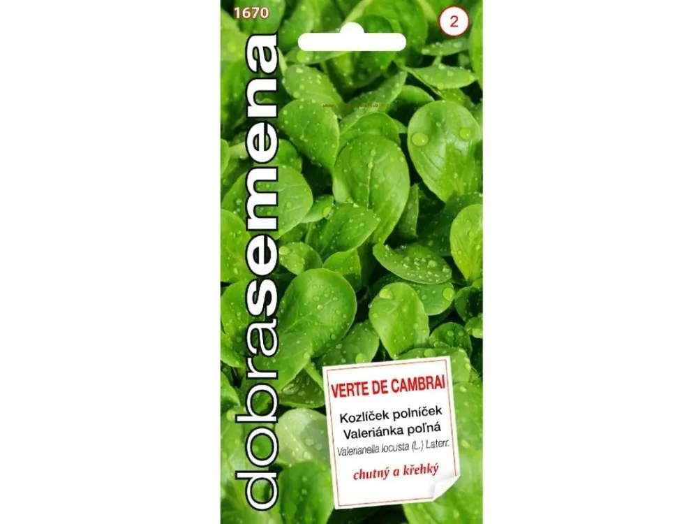 Kozlíček polníček - Verte de Cambrai 2g - DOBRÁ SEMENA Must-Have