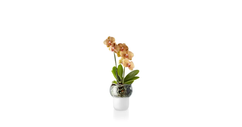 Výhodná Nabídka Samozavlažovací květináč na orchideje Frosted