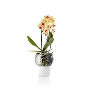 Samozavlažovací kvetináč na orchidey Frosted Big Oblíbený