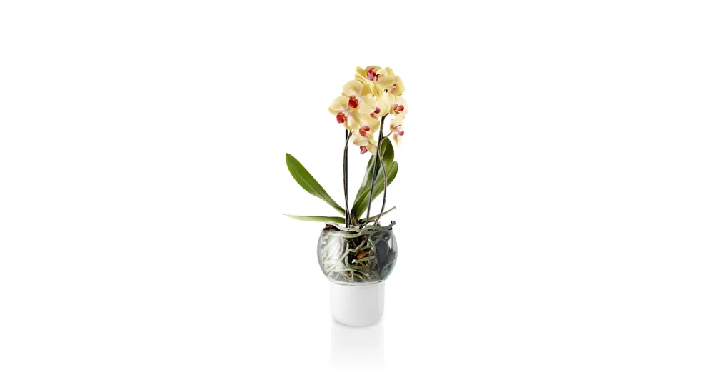 Samozavlažovací kvetináč na orchidey Frosted Big Oblíbený