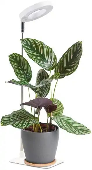 LED Stmívatelná stolní lampa pro pěstování rostlin VERDI LED/5W/5V 1300K CRI 95 bílá Výprodej